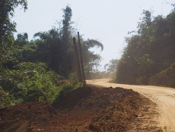 Trees growing in forest against clear sky
