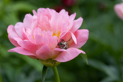 Cockchafer melolontha may beetle bug insect macro portrait. maybug nibbles on a peony flower