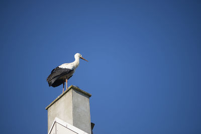 Stork bird on top of chimney on blue sky background