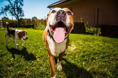 Portrait of dog on field