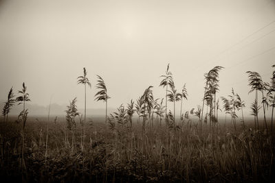 Crops growing on field against clear sky