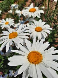 Close-up of white daisy flowers