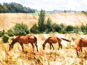 Horse grazing on field