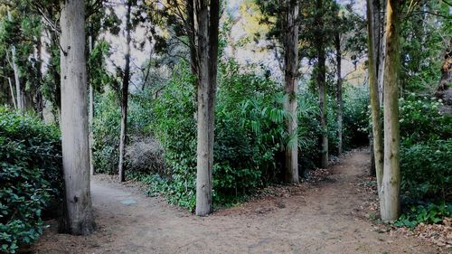 Footpath amidst trees in forest