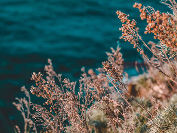 Close-up of flowering plants by sea