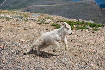 Baby mountain goat 