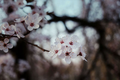 Close-up of cherry blossoms in spring