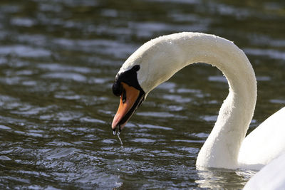 Swan floating on lake