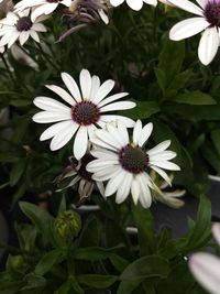 Close-up of white flowers