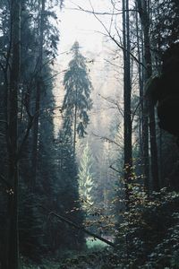 Trees in forest