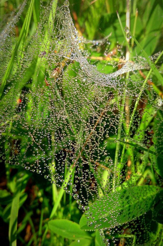 growth, close-up, drop, nature, plant, dew, freshness, focus on foreground, beauty in nature, green color, wet, fragility, water, tranquility, grass, selective focus, leaf, day, spider web, outdoors