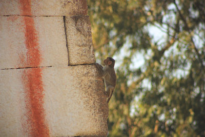 Monkey climbing on wall