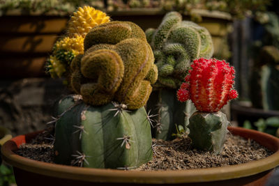 Close-up of succulent plant