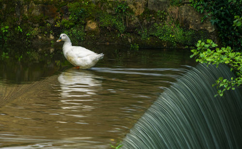 Bird perching on a lake