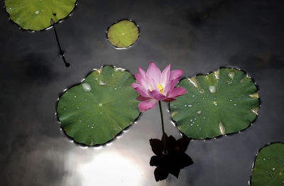 Close-up of lotus water lily in lake