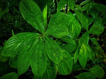 High angle view of raindrops on plant