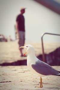 Close-up of seagull perching on shore against sea