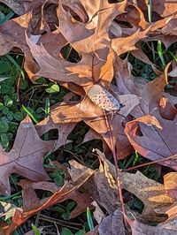 leaf