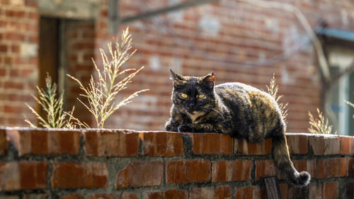 Portrait of a cat on a wall