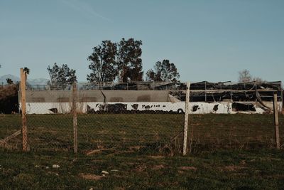 Horse on field against sky