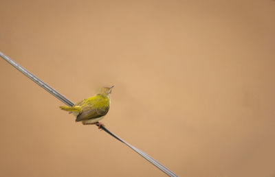 Close-up of bird perching on leaf