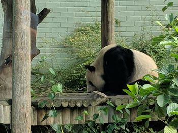 Cat relaxing on wall in zoo