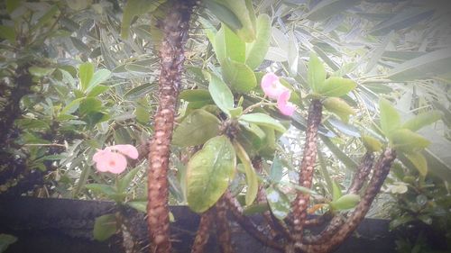 Close-up of flowers growing on tree