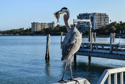 Close-up of bird 