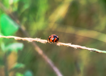 Close-up of ladybug on leaf