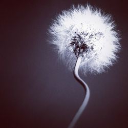 Close-up of dandelion flower