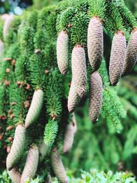 Close-up of pine cone on tree