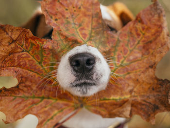 Close-up of a dog on autumn leaves