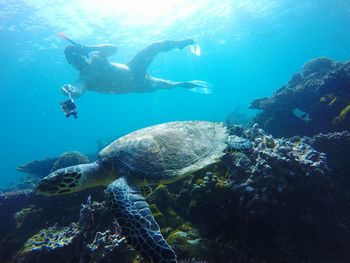 Low angle view of man scuba diving in sea