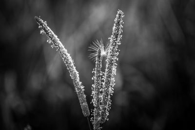 Close-up of seeds trapped on plant 