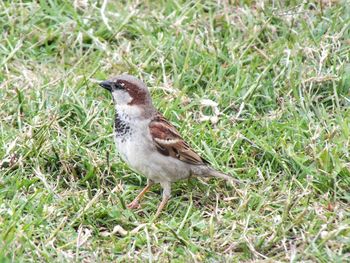 Bird perching on grass