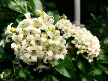 Close-up of white flowering plant