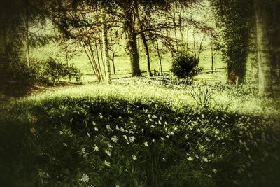 Trees growing on field