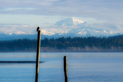 Eagle sits in front of the distant mountain