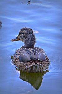 Close-up of duck swimming in lake