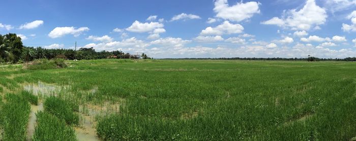 Scenic view of grassy field against sky