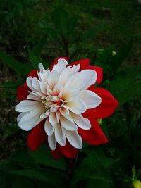 Close-up of white flower