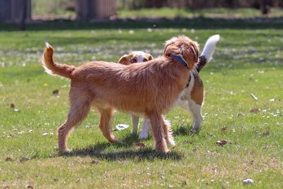 Dog standing in field