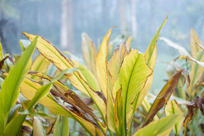 Close-up of crops growing on field