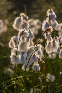 A beautiful closeup of a white cotton-grass heads growing in a natural habitat of swamp. 