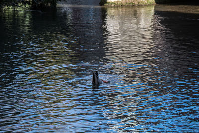 View of bird swimming in lake