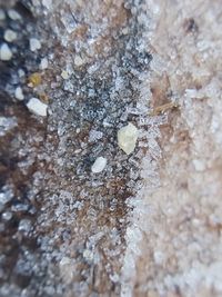 Close-up of snow on tree trunk