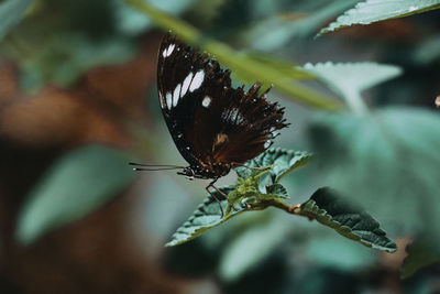 Close-up of butterfly pollinating flower