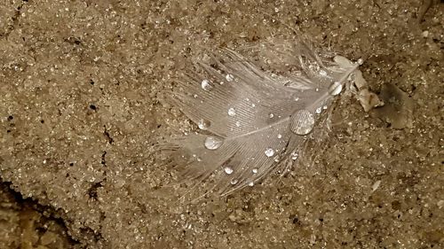 Close-up of crab in water