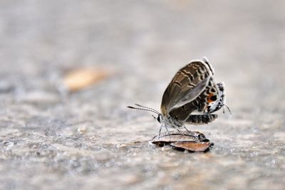 Close-up of butterfly on land