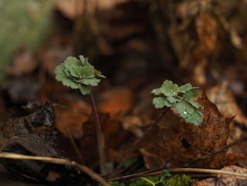 High angle view of plant on field